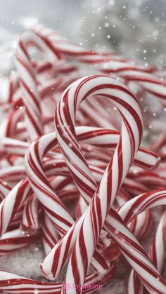 red and white candy canes in the snow