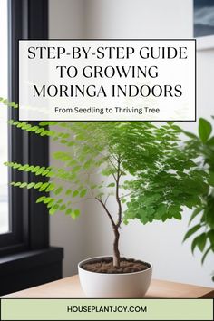 a potted tree sitting on top of a table next to a window with the words step by step guide to growing morniga indoors