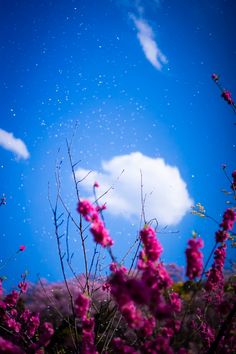 pink flowers and blue sky with clouds in the background