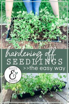 someone is gardening in their garden with the words gardening off seeding's the easy way