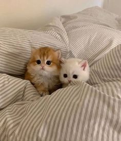 two small kittens sitting on top of a bed covered in sheets and pillows with one looking at the camera