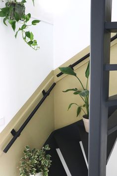 a potted plant sitting on top of a black shelf next to a stair case