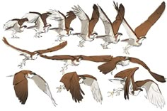 a bunch of birds that are flying in the air