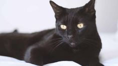 a black cat laying on top of a white bed covered in blankets and pillows, looking at the camera