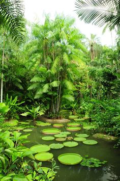 the water is full of lily pads and palm trees in this tropical forest scene with lush green foliage