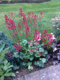 red flowers are growing in the garden next to other plants