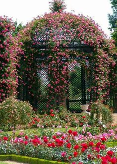 pink flowers blooming on the side of an iron arbor in a garden with roses growing all around