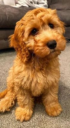 a small brown dog sitting on top of a carpet