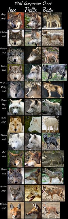 an image of wolfs and other animals that are in the same photo collage