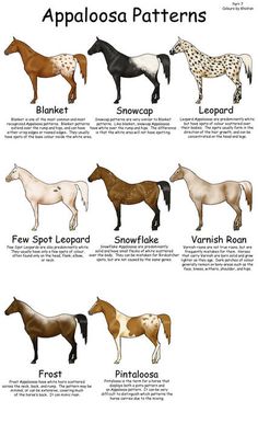 the different types of appaloosaa horses are shown in this poster, which shows their