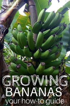 a bunch of green bananas hanging from a tree with the text growing bananas your how to guide