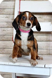 a small brown and black dog sitting on top of a white table