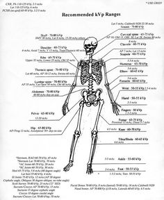 a diagram of the human skeleton with labels