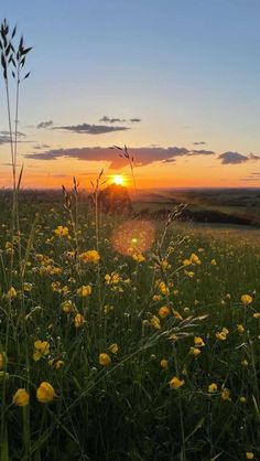 the sun is setting over a field full of wildflowers