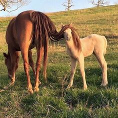 two horses are standing in the grass near each other