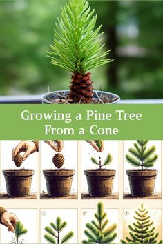 growing a pine tree from a cone is an easy and fun way to learn how to grow it