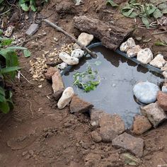 there is a small pond with rocks in the water and plants growing out of it