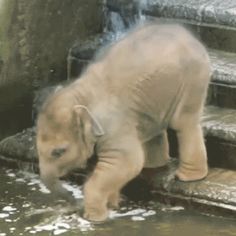 the baby elephant is playing in the water at the zoo or on the steps with it's mother