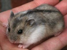 a small hamster sitting in someone's hand