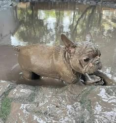 a small dog is playing in the mud