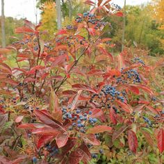 a bush with blue berries and red leaves in the foreground, surrounded by trees