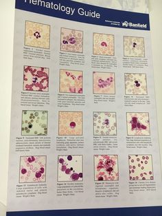 a poster showing the different types of hematology