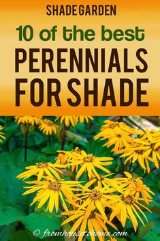 yellow flowers with the words 10 of the best perennials for shade