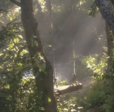 a tree swing suspended over a river in the woods with sun shining through the trees