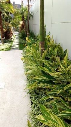 some plants are growing on the side of a building and next to a sidewalk that is lined with palm trees