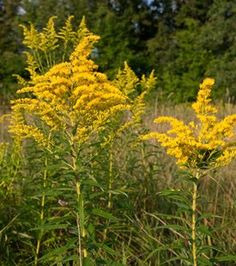 some very pretty yellow flowers in the grass