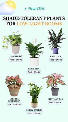 the different types of houseplants for low light rooms