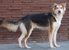 a dog standing in front of a brick wall