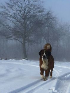 a brown and white dog is walking in the snow