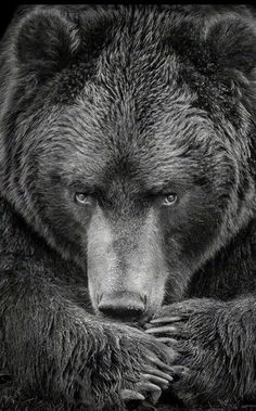 a black and white photo of a bear with it's head resting on its paw