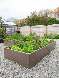 a garden filled with lots of green plants