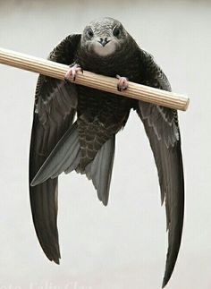 a bird is perched on top of a stick with its wings spread out and eyes wide open