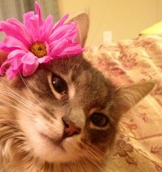 a cat with a pink flower on its head