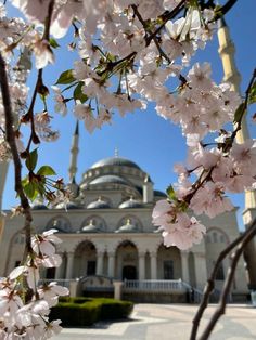 some pink flowers on a tree in front of a building with a dome and blue sky