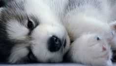 a white and gray puppy laying on its back