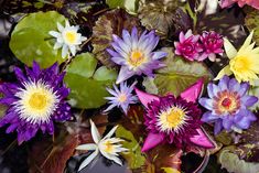 water lilies and other flowers floating on top of leaves