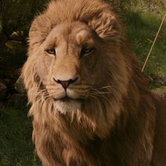 a large brown lion standing on top of a lush green field