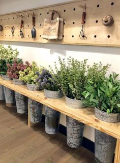 several potted plants are lined up on a shelf