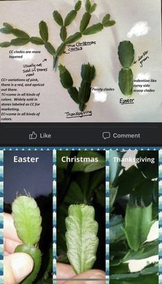 the stages of growing leaves from seed to budding plant in one click screen shot