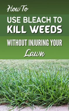 Kill Weeds Kill Weeds Not Grass, Planting Ginger Root, Weeding Tips, Killing Weeds, Diy Driveway, Kill Weeds, Grass Weeds