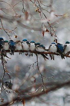 a flock of birds sitting on top of a tree branch