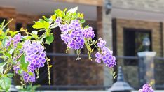 purple flowers are blooming in front of a building