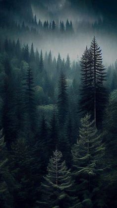 a forest filled with lots of tall trees covered in fog and mistgy clouds at night