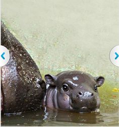 a baby hippopotamus is in the water