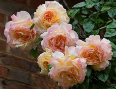 pink and yellow roses blooming in front of a brick wall