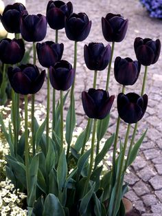 black and white tulips are growing in the ground near other flowers on display